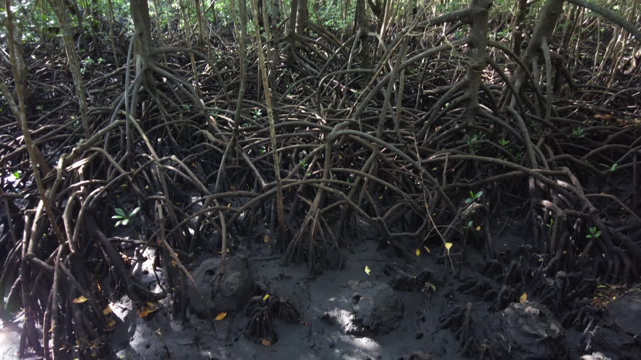 在热带雨林，桑给巴尔的红树林，在沼泽森林的泥中缠结的树的根视频素材