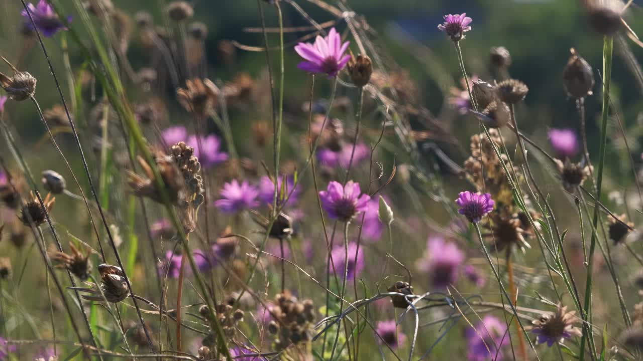 山上绿油油的草地，花和夏草。日落时混杂着野花。UHD 4 k视频素材