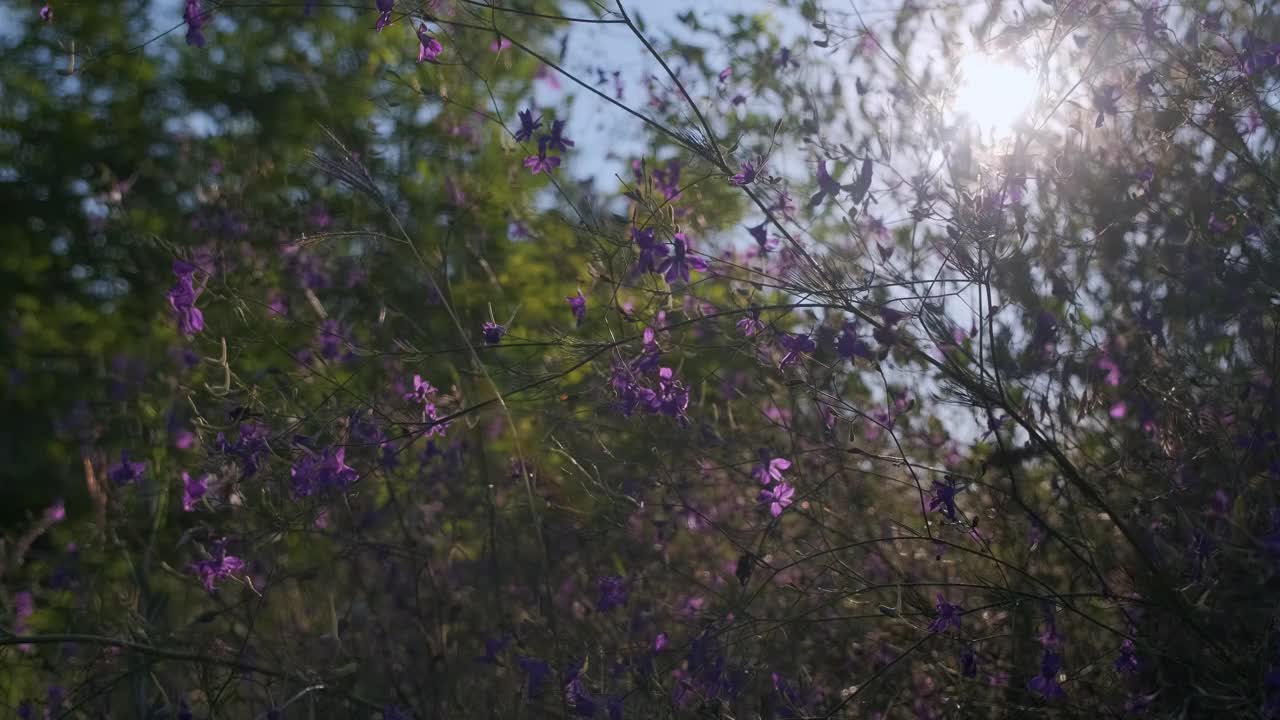 山上绿油油的草地，花和夏草。日落时混杂着野花。UHD 4 k视频素材