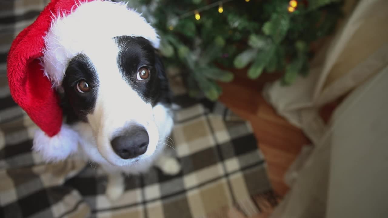 可爱的小狗狗边境牧羊犬的滑稽肖像穿着圣诞服装红色的圣诞老人帽子附近的圣诞树在室内背景。为假期做准备。圣诞快乐概念视频素材