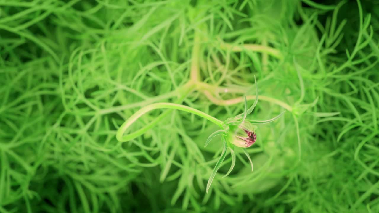 大的红色开花的宇宙花与黄色花冠宏观时间推移视频素材