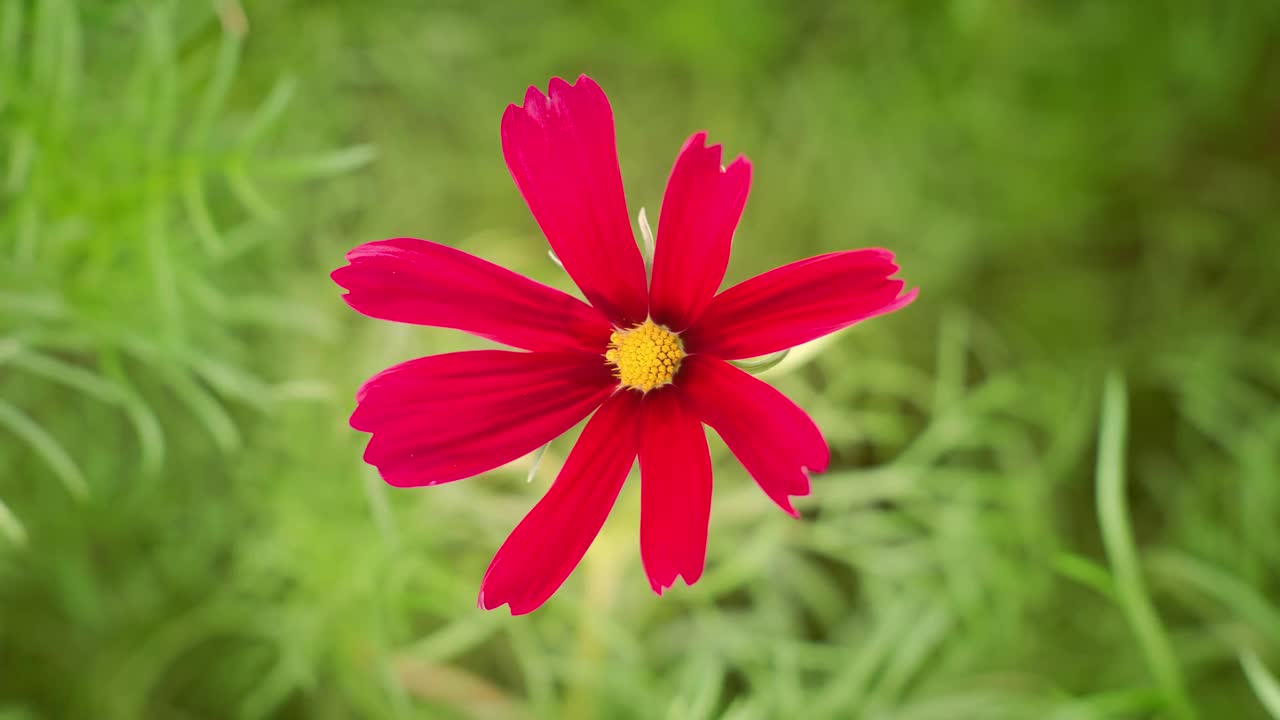 大的红色宇宙花有黄色的花冠宏观时间推移视频素材