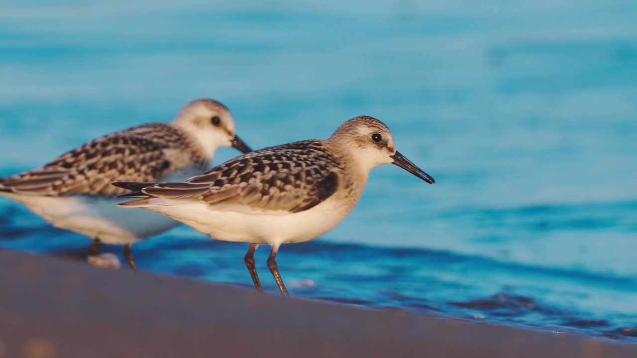 在一个阳光明媚的夏日早晨，沙雀(Calidris alba)沿着沙滩和浅水区散步。视频素材