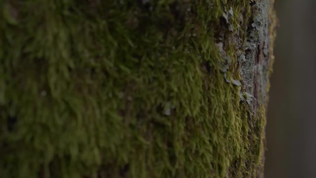 苔藓覆盖的树干视频素材