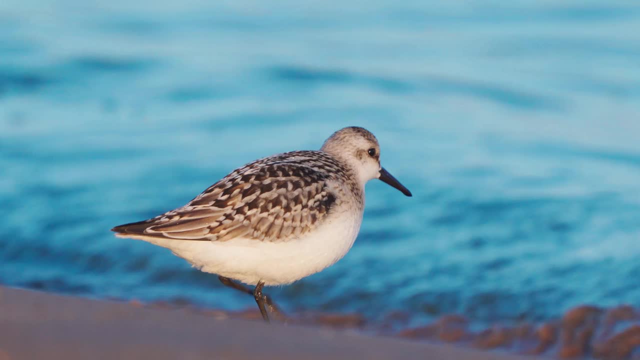 在一个阳光明媚的夏日早晨，沙雀(Calidris alba)沿着沙滩和浅水区散步。视频素材