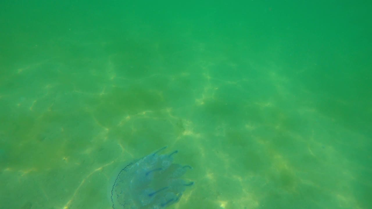 黑海大型水母在海里游泳视频素材