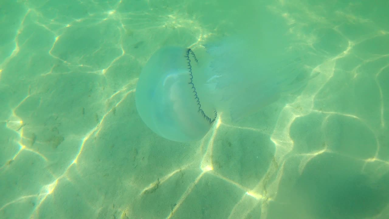 黑海大型水母在海里游泳视频素材