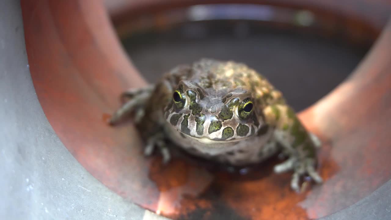 排水管里的青蛙。看起来视频素材