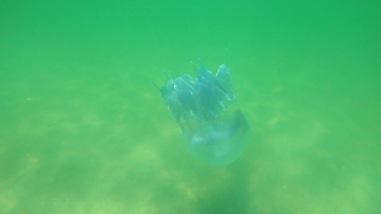 黑海大型水母在海里游泳视频素材