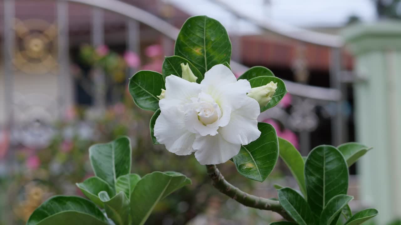 特写美丽的白色腺荚花树上视频素材