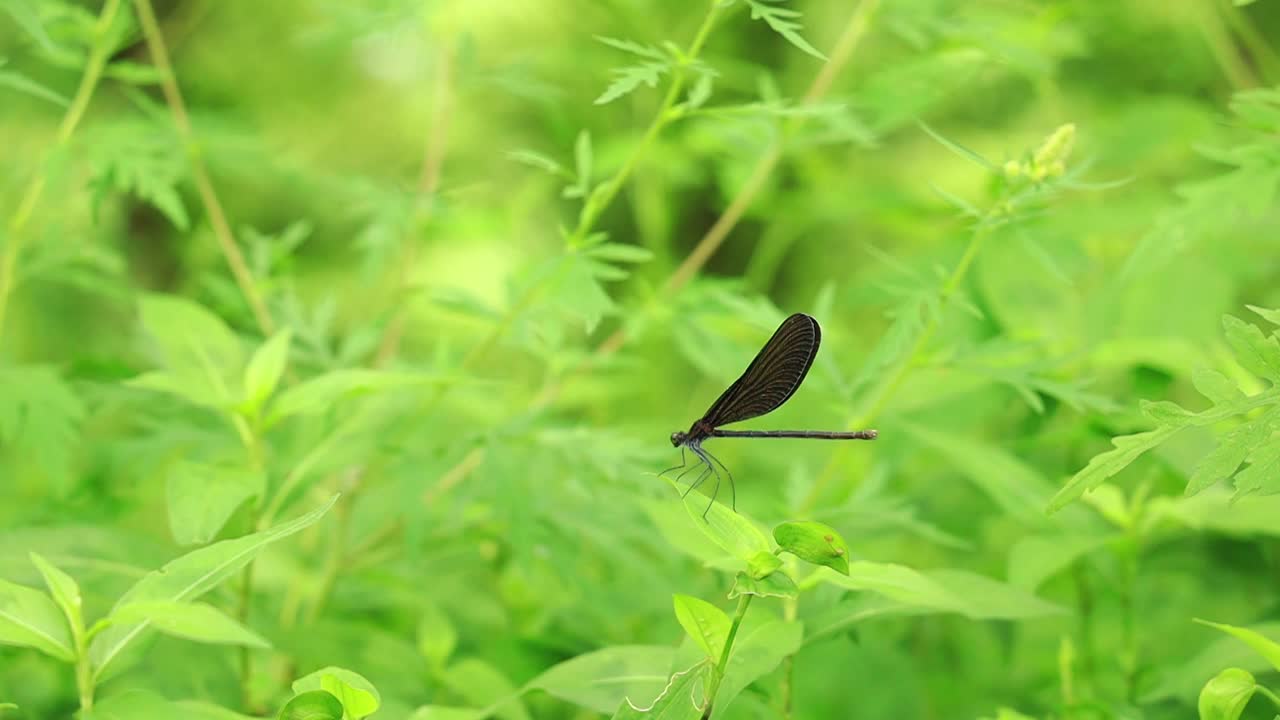 夏天草地上的黑色蜻蜓视频素材