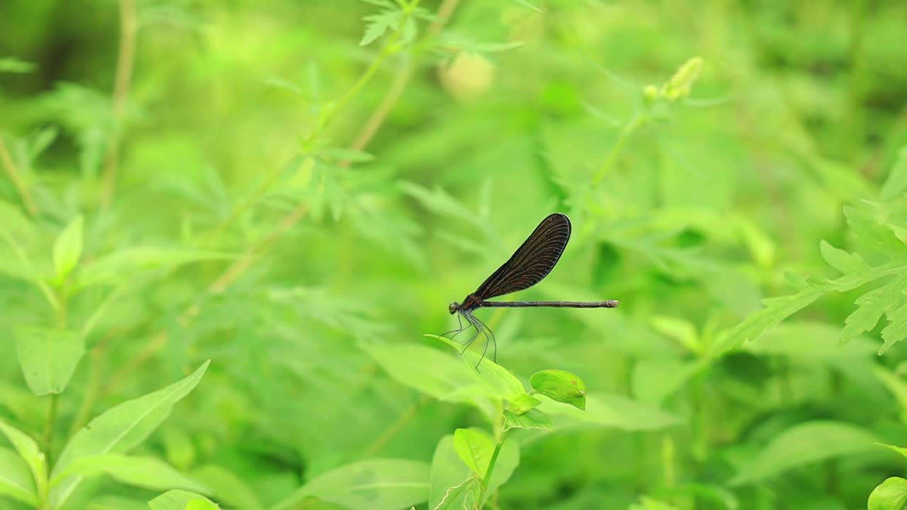 夏天草地上的黑色蜻蜓视频素材