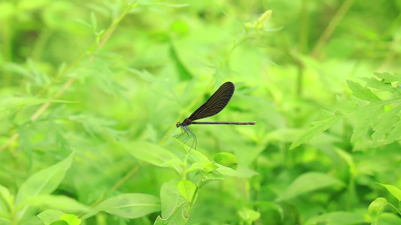 夏天草地上的黑色蜻蜓视频素材