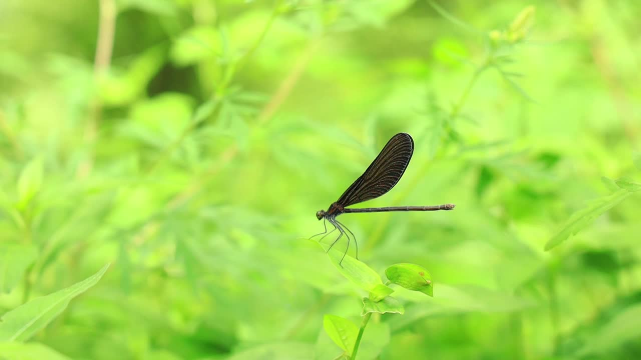 夏天草地上的黑色蜻蜓视频素材