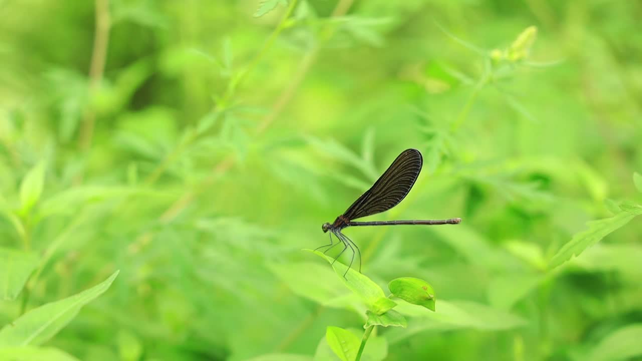 夏天草地上的黑色蜻蜓视频素材