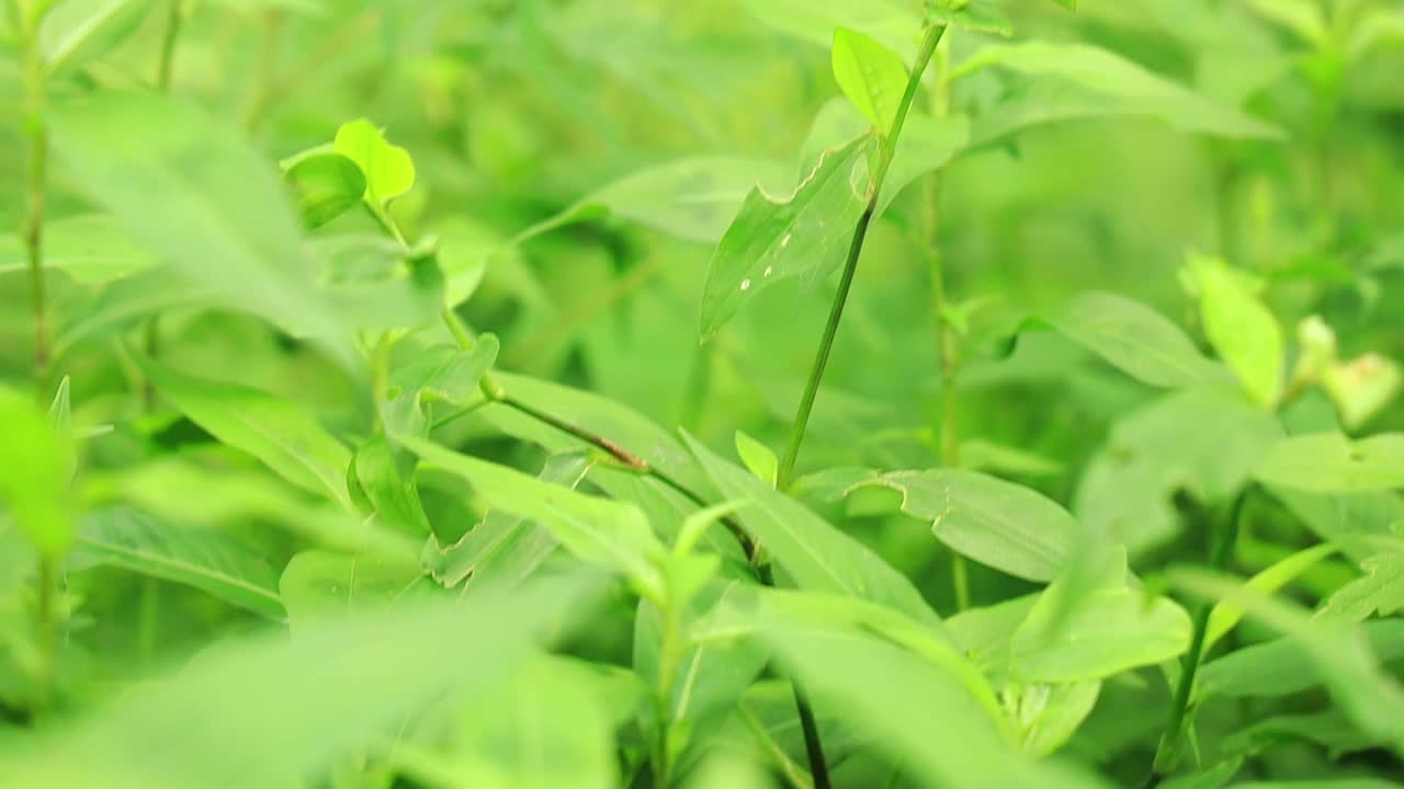 夏天草地上的黑色蜻蜓视频素材