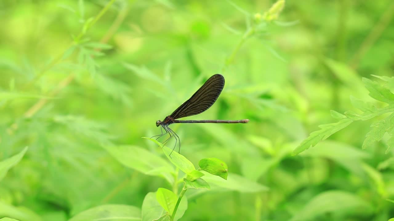 夏天草地上的黑色蜻蜓视频素材