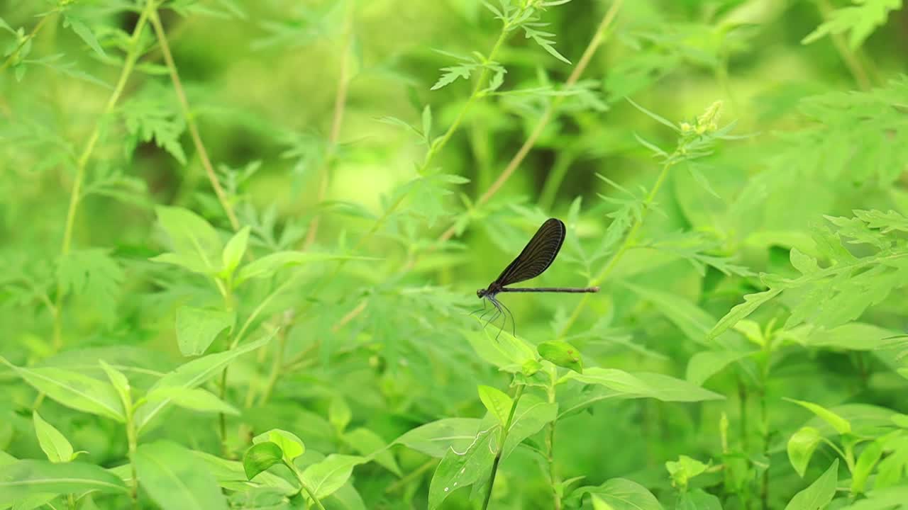 夏天草地上的黑色蜻蜓视频素材