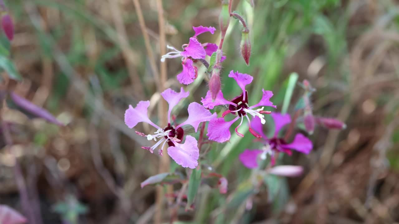 克拉奇亚长爪花-红色岩石cp mrca - 050521 v视频素材