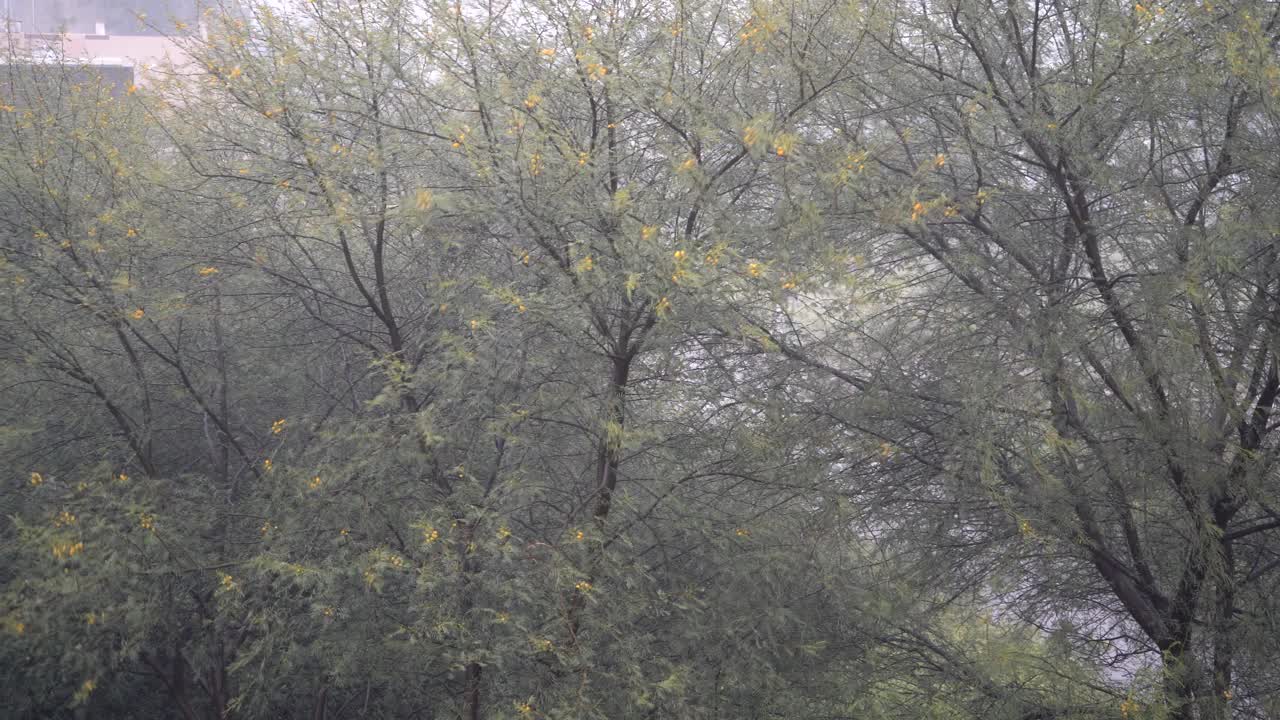 大雨倾盆，狂风骤雨。视频素材