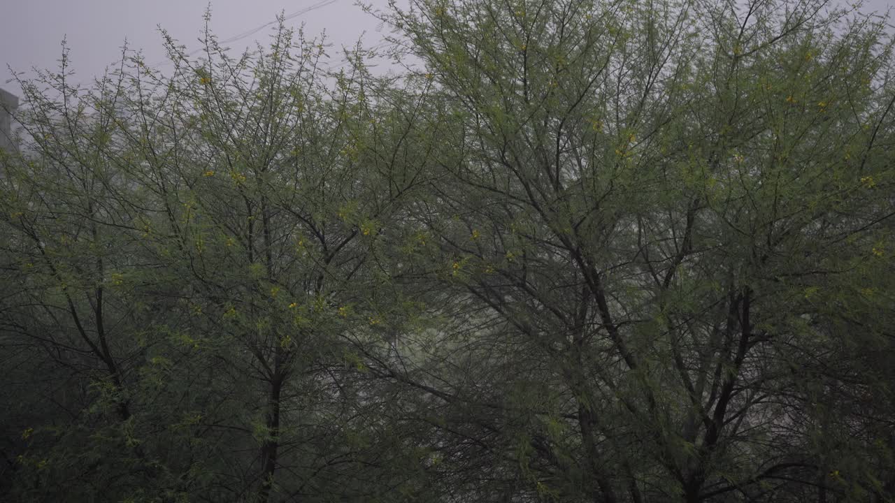 大雨倾盆，狂风骤雨。视频素材