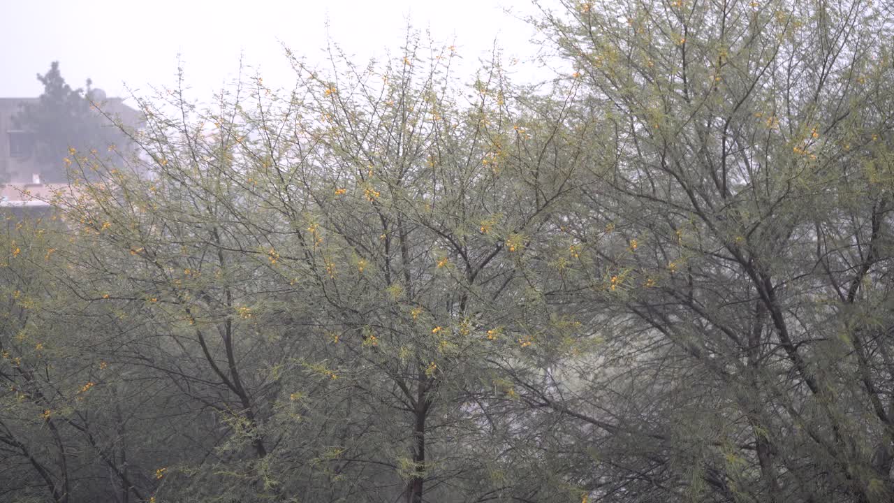 大雨倾盆，狂风骤雨。视频素材