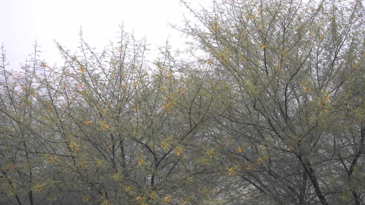 大雨倾盆，狂风骤雨。视频素材