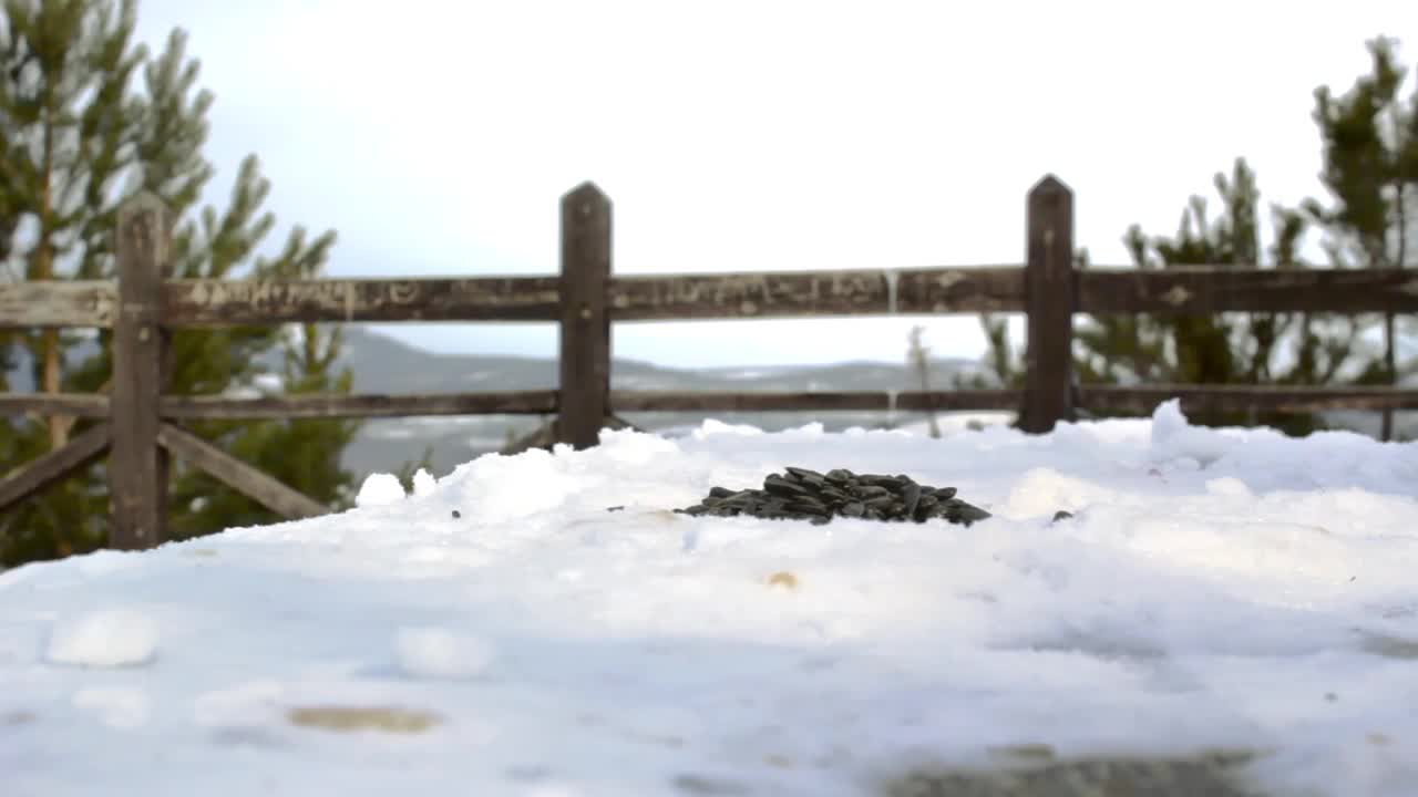 寒冷的冬天，在松林公园的雪景观景台上，野生小鸟以种子为食视频素材