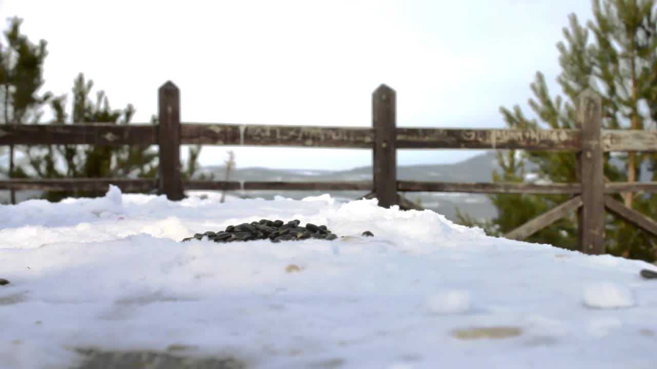 寒冷的冬天，在松林公园的雪地观景台上，野生的小鸟，坚果草和柳山雀正在吃种子视频素材