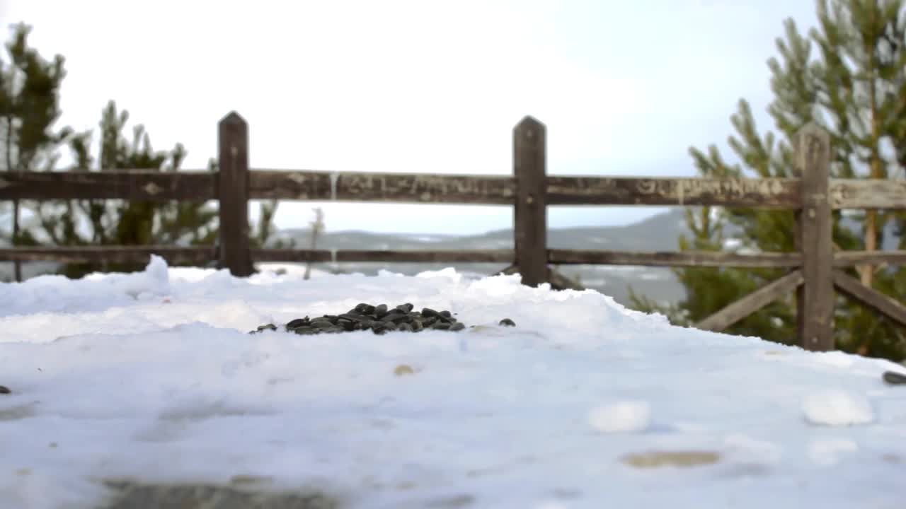 寒冷的冬天，在森林公园的雪景观景台上，野生小鸟五味子正在吃种子视频素材