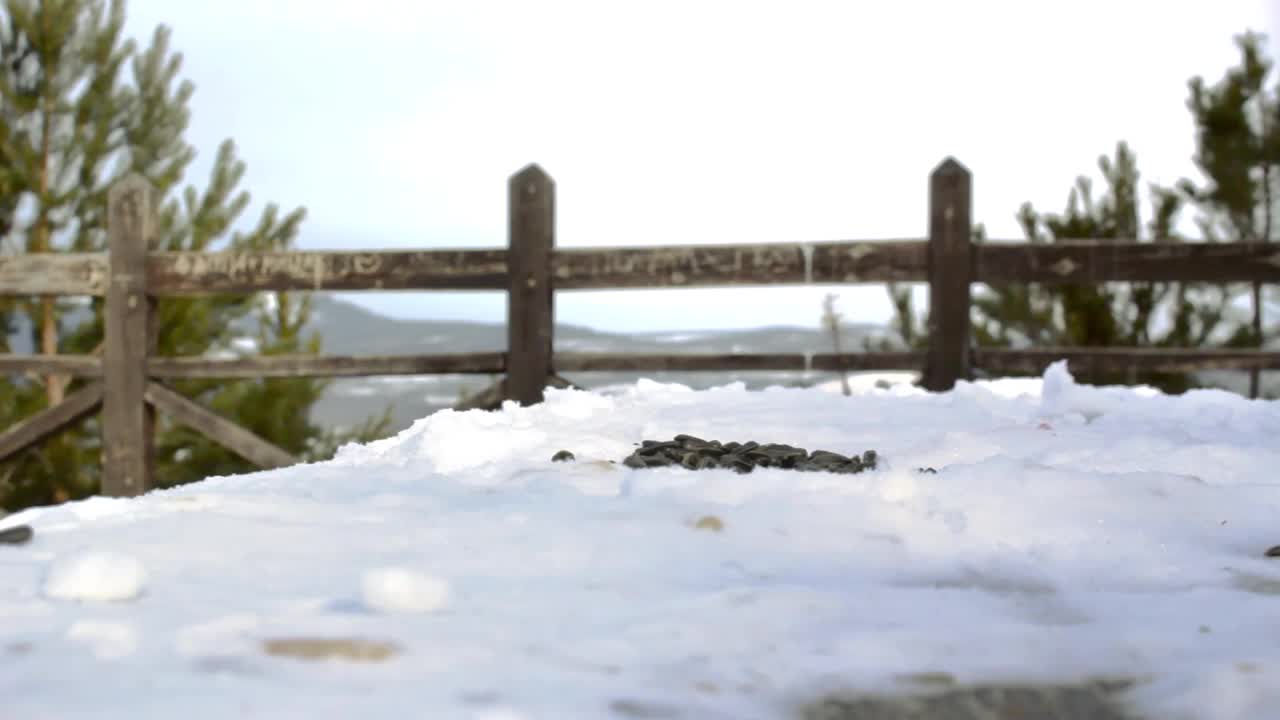 寒冷的冬天，可爱的野生小鸟柳山雀在松林公园的雪景观景台上吃种子视频素材