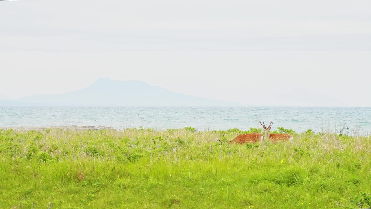 北海道梅花鹿和国后岛视频素材