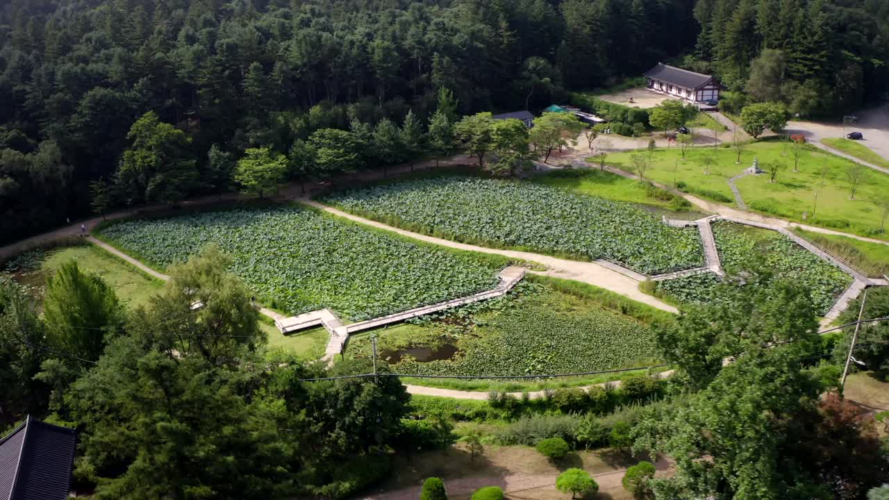 凤仙寺莲花池/南杨州，韩国，京畿道视频素材