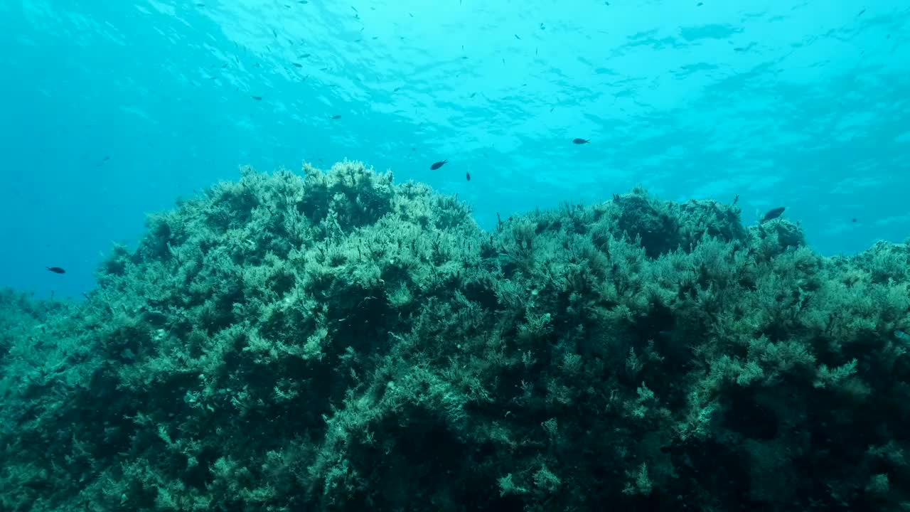 地中海染色鱼(chromis chromis)游过覆盖着棕色海藻(Cystoseira)的岩石海床。在靠近海底时，相机侧移到左边。地中海、塞浦路斯视频素材