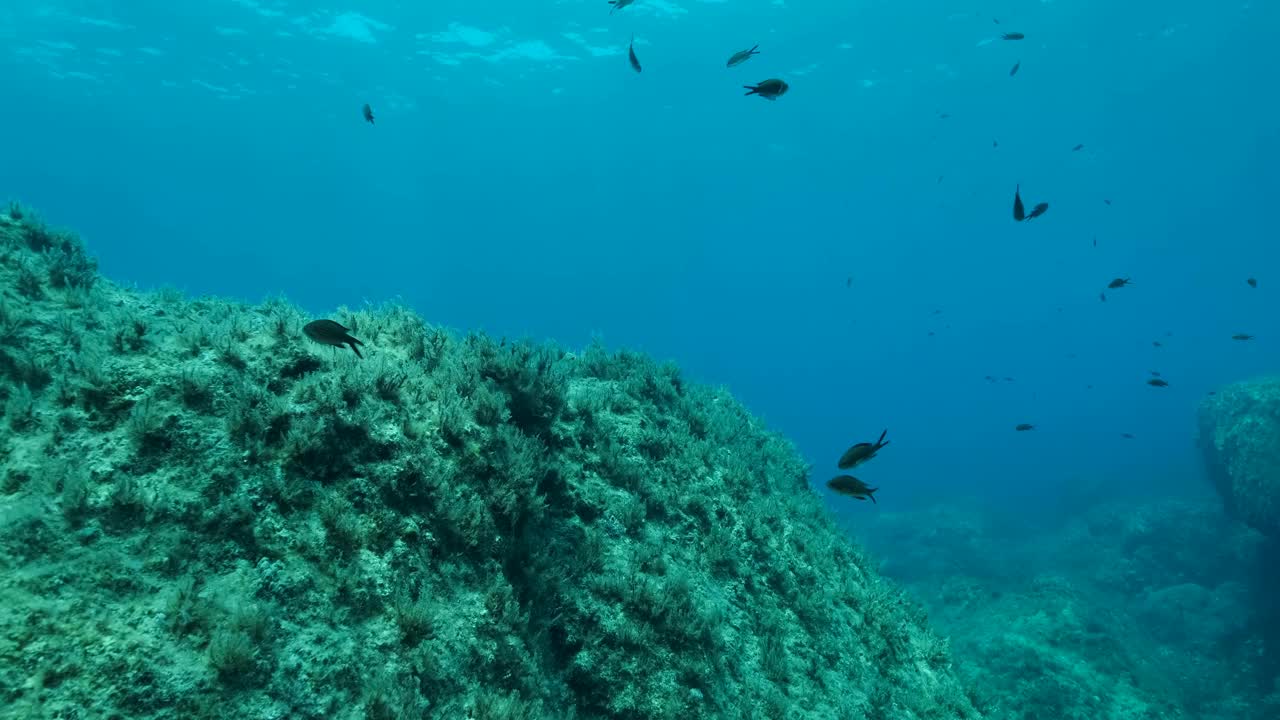 缓慢的运动。地中海染色鱼(chromis chromis)游过覆盖着棕色海藻(Cystoseira)的岩石海床。在靠近海底时，相机侧移到左边。塞浦路斯视频素材