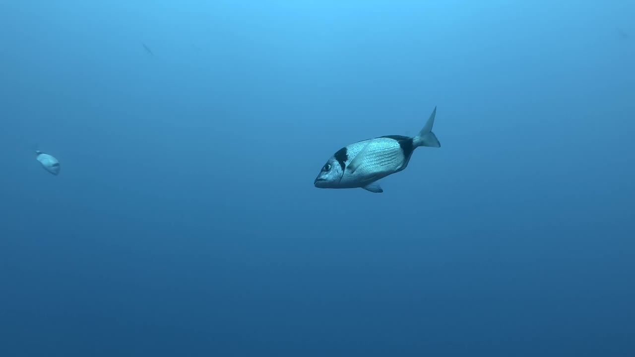 黑尾鲷(Diplodus vulgaris)在阳光下的蓝色水中游泳。地中海、塞浦路斯视频素材