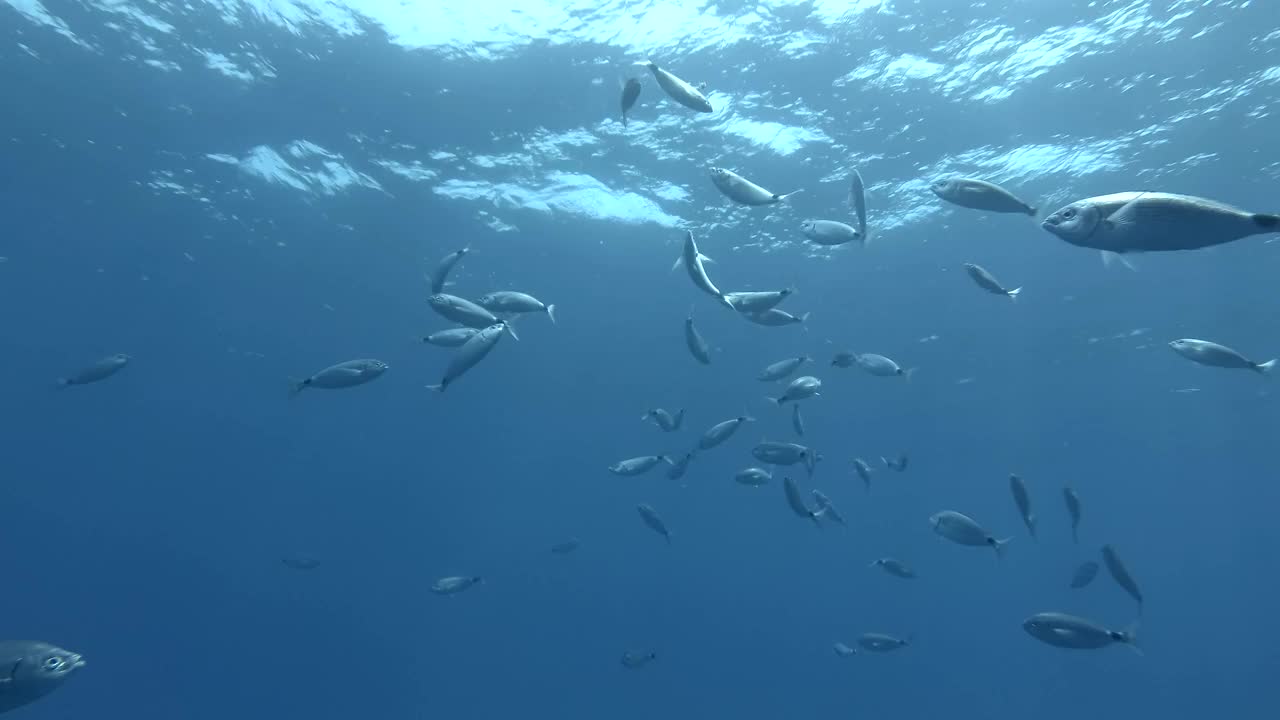 斑马鱼在阳光下的蓝色海水中游泳。地中海、塞浦路斯视频素材