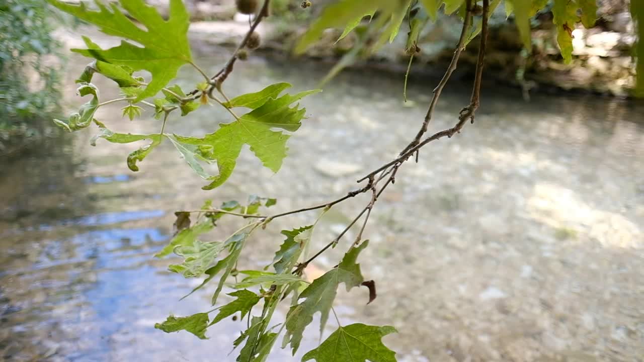 树叶悬着，缓缓地靠在河边视频素材