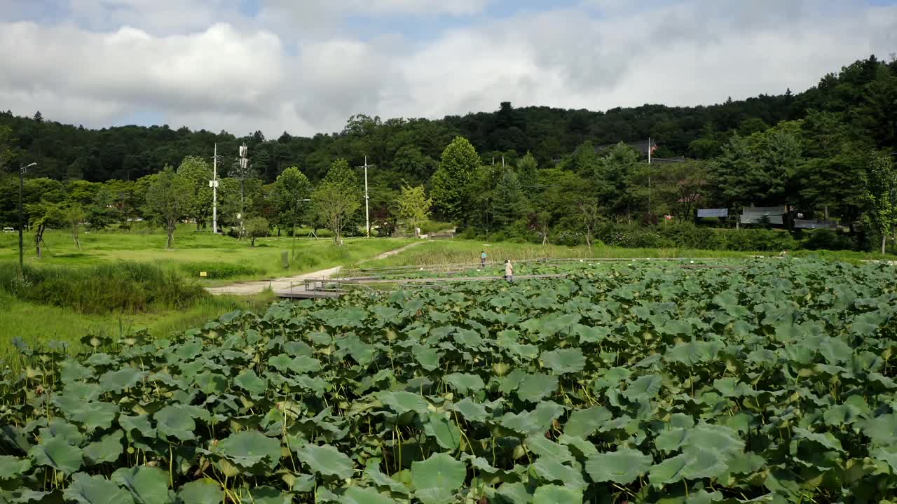 凤仙寺莲花池/南杨州，韩国，京畿道视频素材