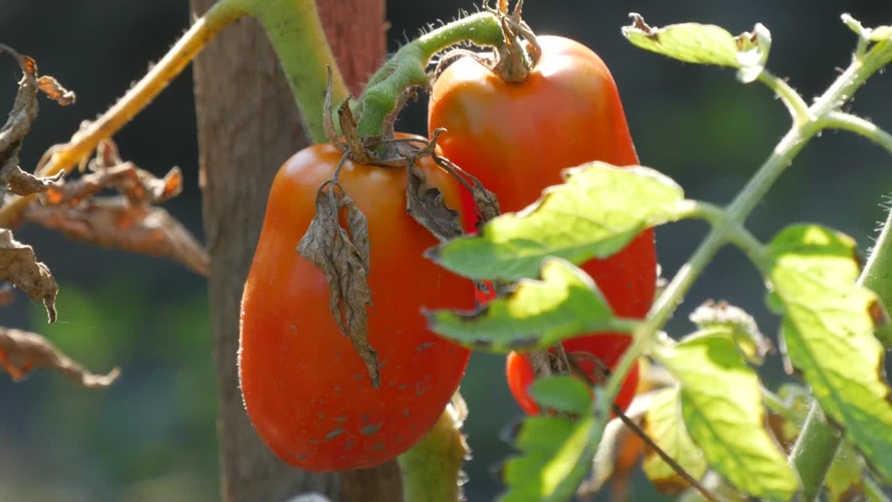 红色西红柿果实在温室蔬菜花园里的植物上生长和成熟。生生，栽培叶近观视频素材