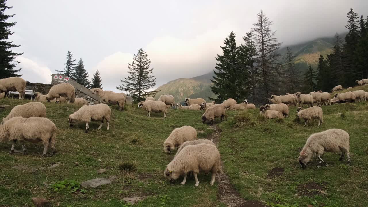 一群绵羊在山上草地上吃草视频素材