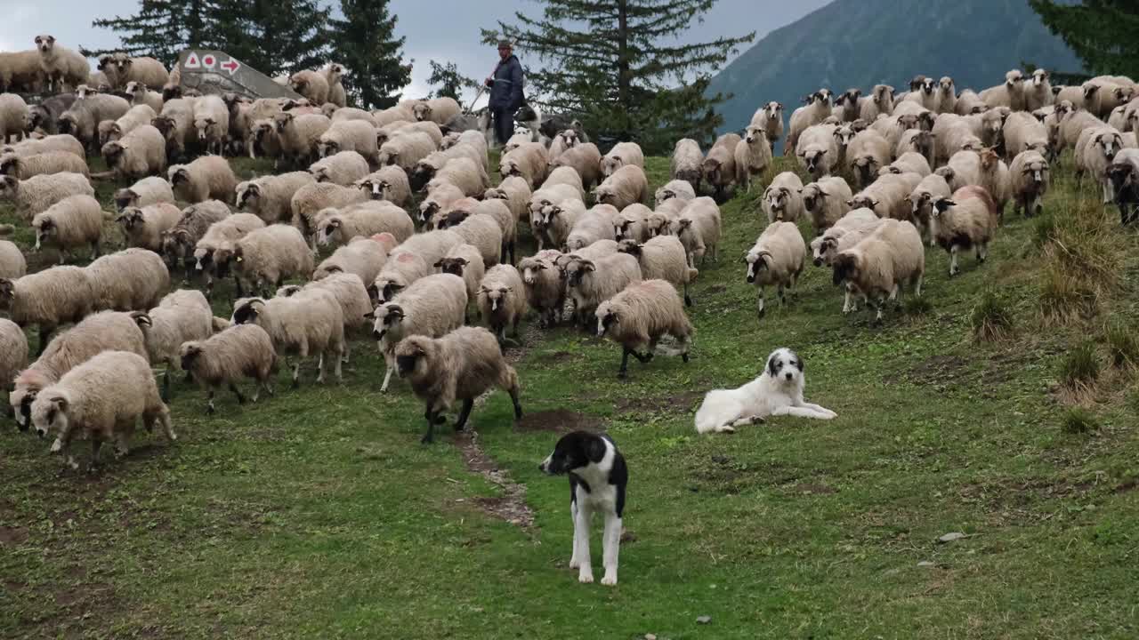 一群绵羊在山上草地上吃草视频素材