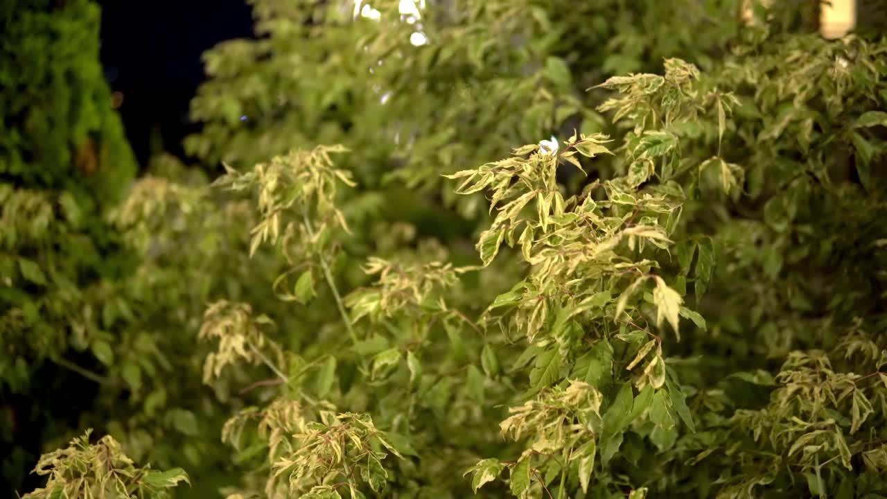 树枝在夏日的微风中飘动视频素材