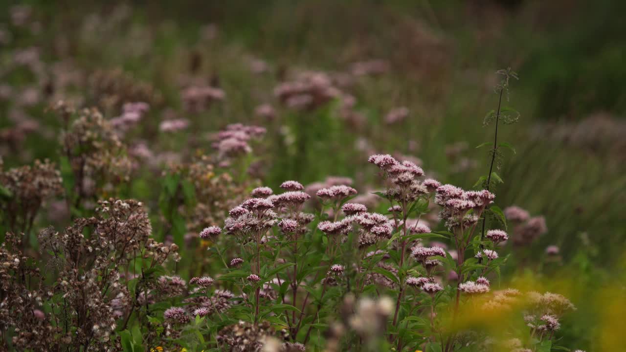 湿地上的粉色花朵/莫伊拉的玫瑰花视频素材