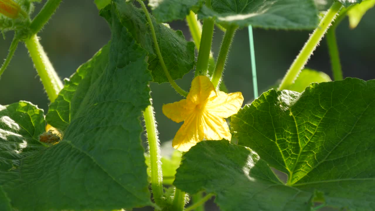 黄黄瓜花生长和开花在黄瓜农场近距离观察视频素材