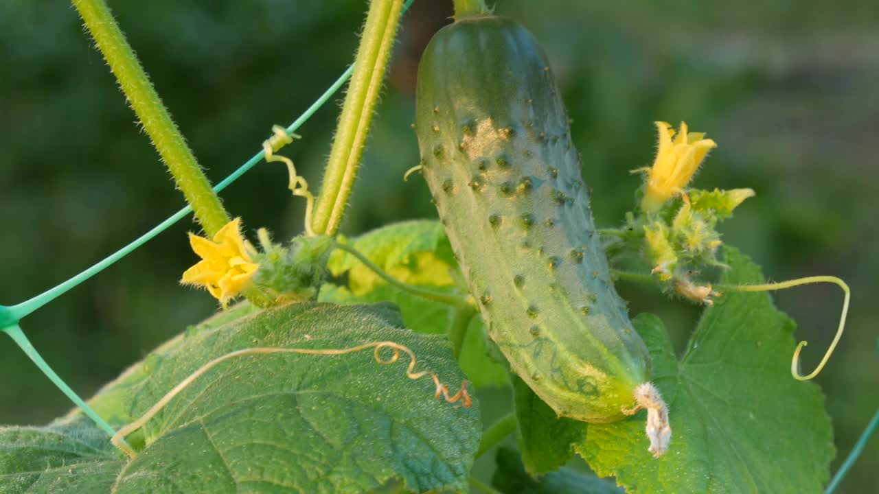 一根绿色的小黄瓜在黄花旁边的植物上生长成熟视频素材