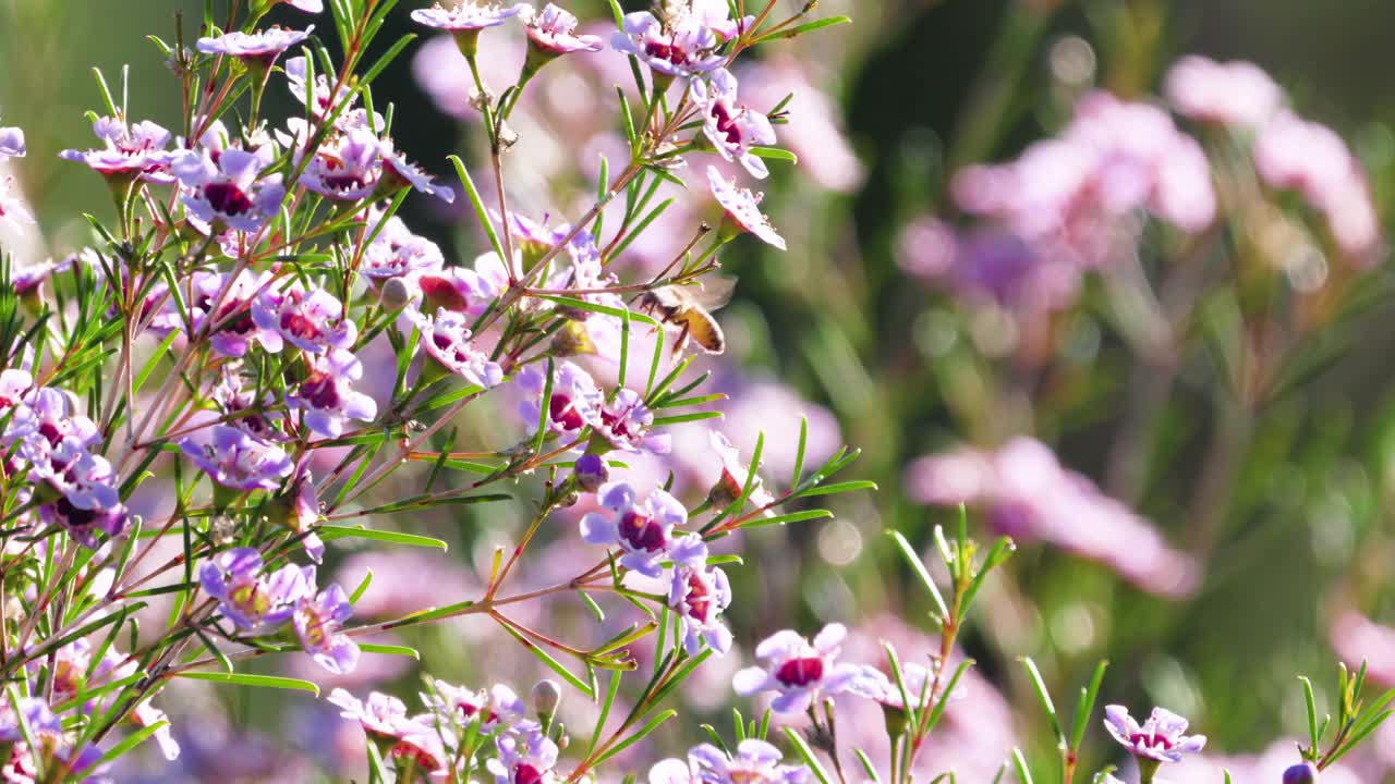 蜜蜂从野花中收集花粉。农业、自然。澳大利亚西部视频素材