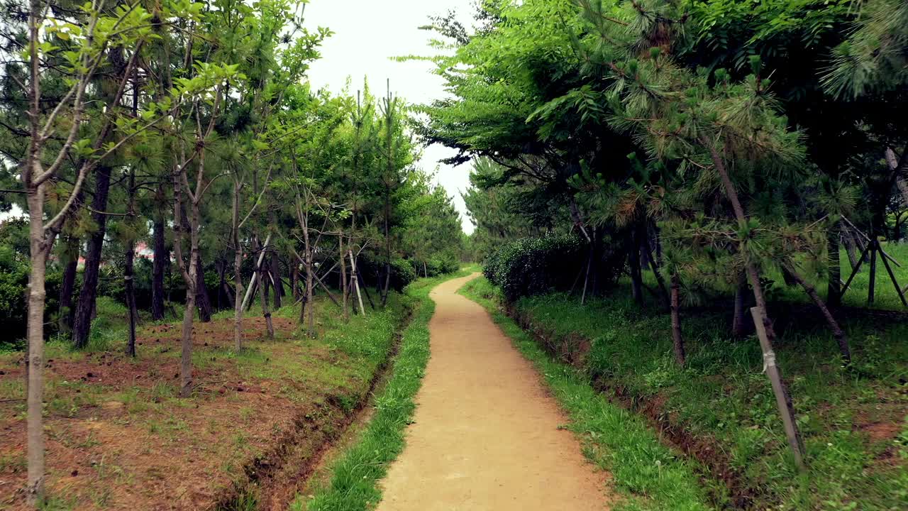 绿树成荫的道路/韩国釜山江西区视频素材