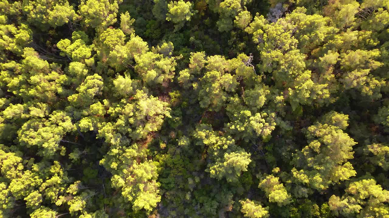 鸟瞰郁郁葱葱的绿色松林，在风中沙沙作响视频下载