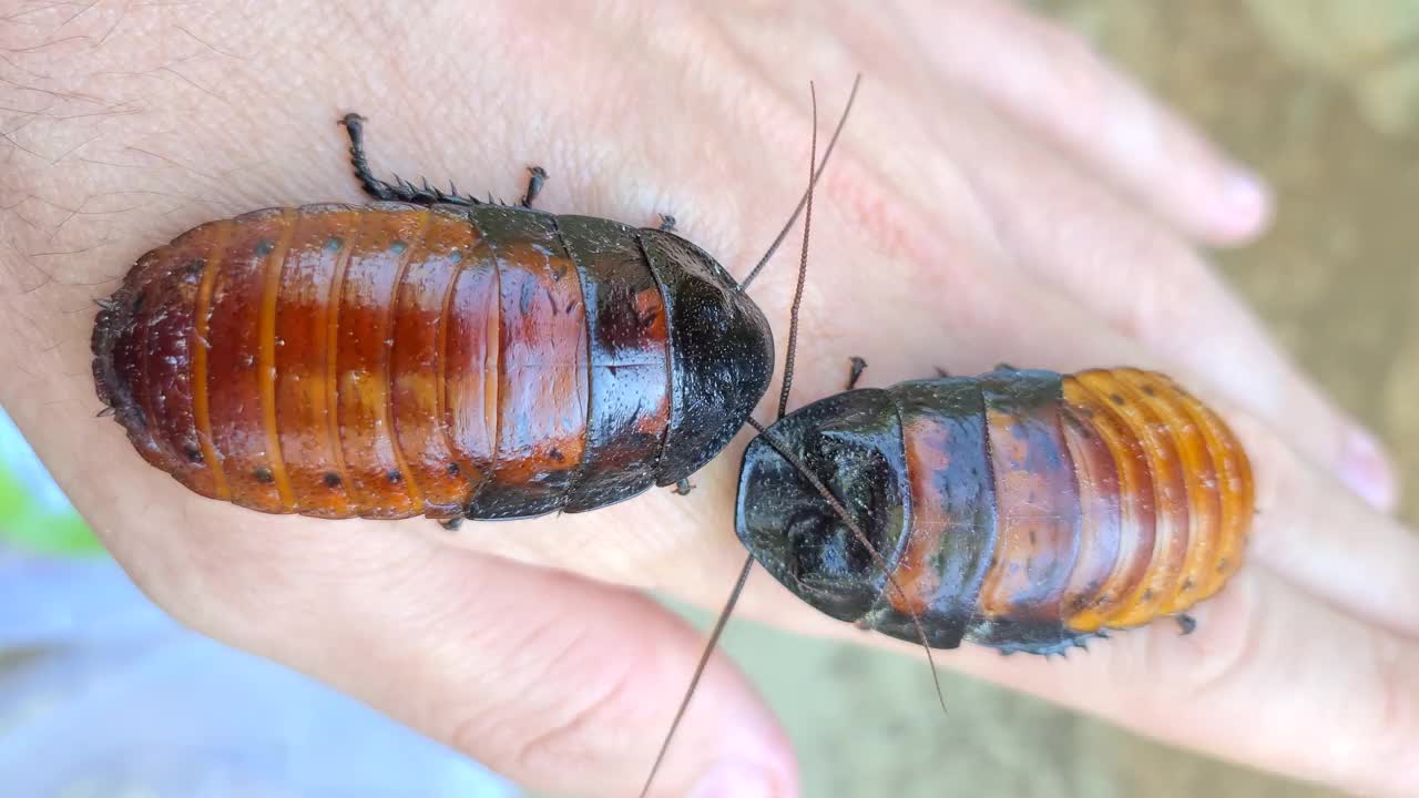 马达加斯加嘶嘶蟑螂(Gromphadorhina portentosa)，又称嘶嘶蟑螂视频素材